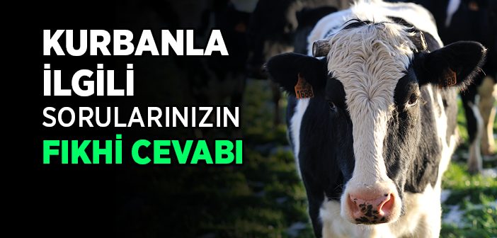 Kurbanla İlgili Güncel Fıkhi Sorular