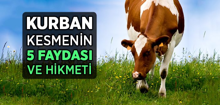 Kurban Kesmenin 5 Faydası ve Hikmeti