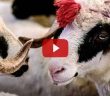 Sami ve Musa Efendiler Kurbanı Nasıl Keserlerdi?