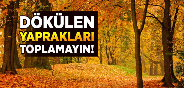 Sonbahar'da Dökülen Yaprakları Toplamayın!