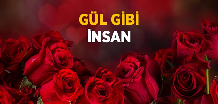 Gül Gibi İnsan