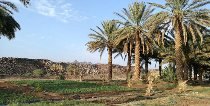 Hz. Ömer'in (ra) Vakıf Vasiyetnâmesi