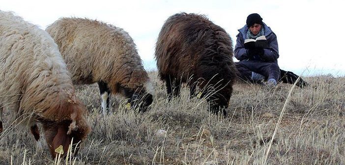 Çocuk Çobanlar Hayalleri İçin Ders Çalışıyor