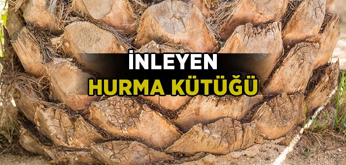 Hurma Kütüğünün İncelemesi