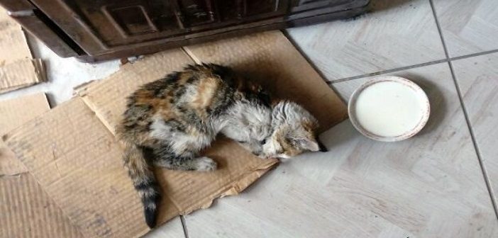 Donmak Üzere Olan Yavru Kediyi Vatandaş Kurtardı