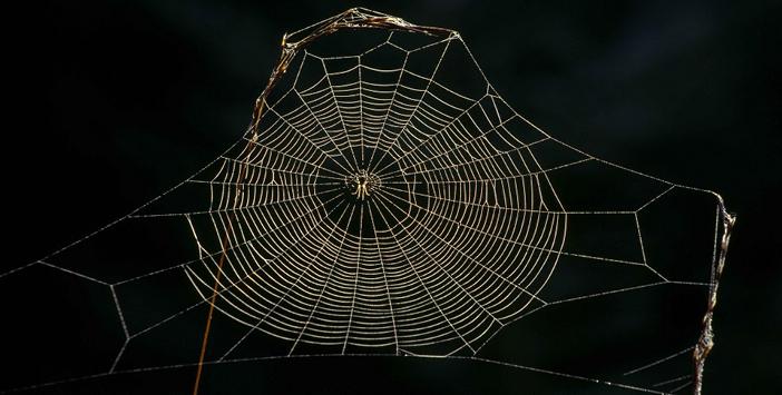 Örümcek Ağındaki İlâhî Sanat