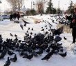 Güvercinleri Sermayeden Doyuruyor