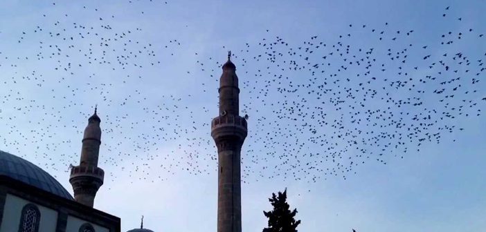 Her Zaman Güvenilecek Tek Şey