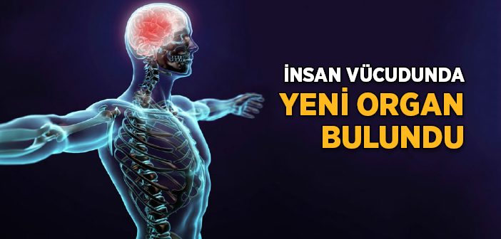 İnsan Vücudunda Yeni Organ Bulundu