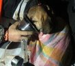 Kuyuya Düşen Köpek 11 Gün Sonra Kurtarıldı