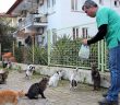 Kedilere Askıda Mama