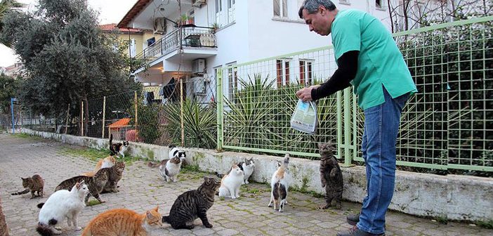 Kedilere Askıda Mama