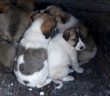 Kainatı Kuşatan Merhamet : Yavru Köpekler