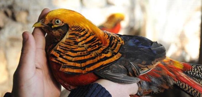 Nesli Tükenen Kuşları Besleyip Doğaya Bırakıyor