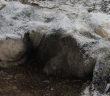 Yavru Köpekler Birbirine Sarılarak Öldü