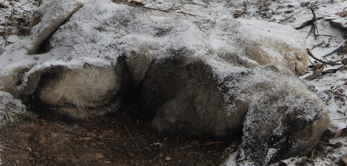 Yavru Köpekler Birbirine Sarılarak Öldü