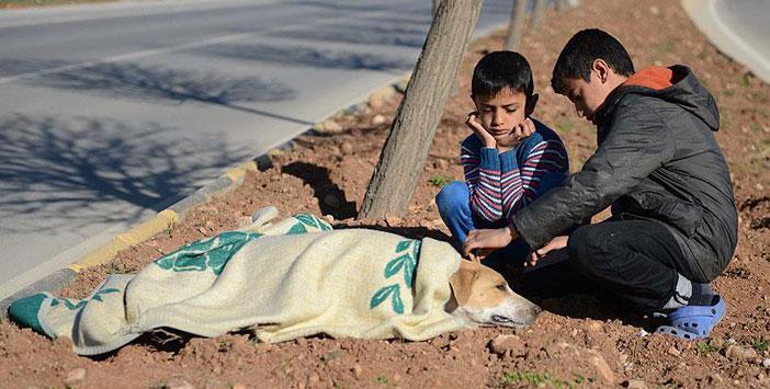 Suriyeli Çocuk Yaralı Köpeğin Başından Ayrılmadı