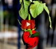 Hürmeti Müsahere Nedir?