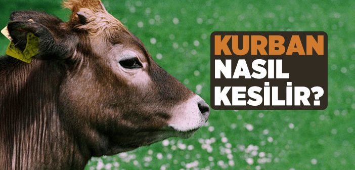 Kurban Nasıl Kesilir?