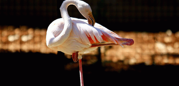 Flamingoların Tek Ayak Üzerinde Durmalarının Sırrı