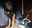 Zifte Yapışan Köpek ve Yavrusu Kurtarıldı