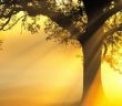 Tufeyl Bin Amr (r.a.) Kimdir?