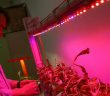 Led Teknolojisi İle Tarımsal Verimi Arttırdı