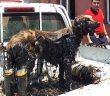 Mahsur Kalan Köpeğin Yardımına İtfaiye Yetişti