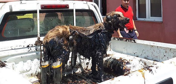 Mahsur Kalan Köpeğin Yardımına İtfaiye Yetişti