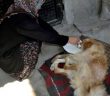 Felçli Köpeği Hayatta Tutan 'anne' Sevgisi