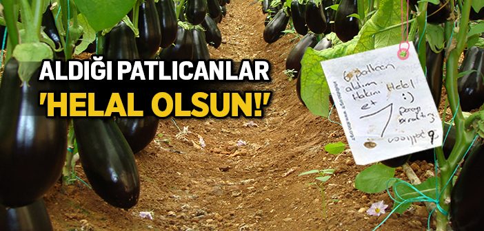 Tarladan Aldığı Patlıcanlar 'helal Olsun'