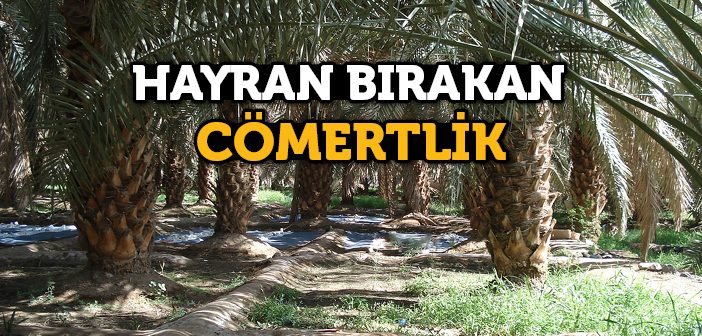 Hayran Bırakan Cömertlik