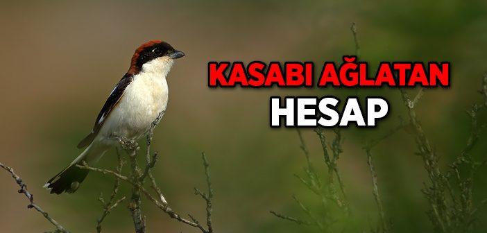 Kasabı Ağlatan Hesap