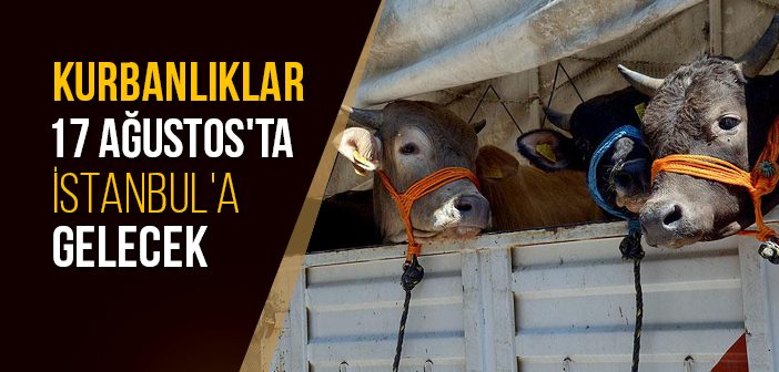 Kurbanlıklar 17 Ağustos’ta İstanbul’a Gelecek