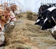 Kurban Eti Nasıl Değerlendirilmeli?