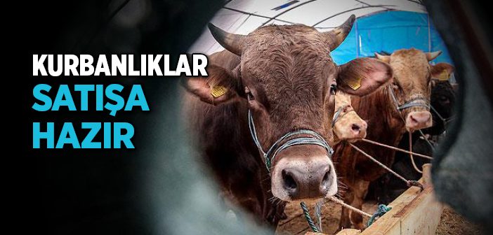 İstanbul’da Kurban Satışları Başladı
