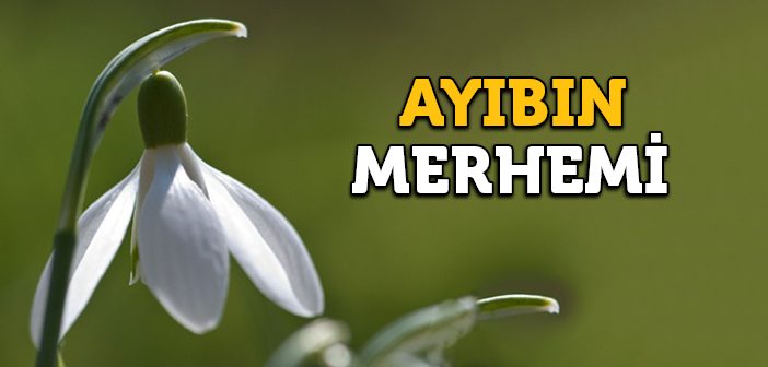 Ayıp ve Kusurların Merhemi