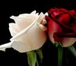 Peygamber Efendimizin Hz. Hatice (r.a.) ile Evlenmesi