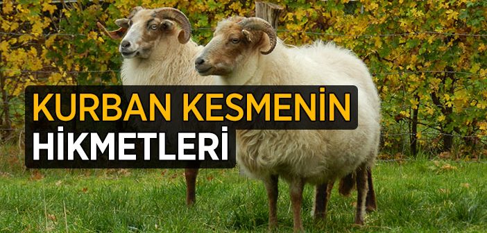 Kurban Kesmenin Hikmetleri