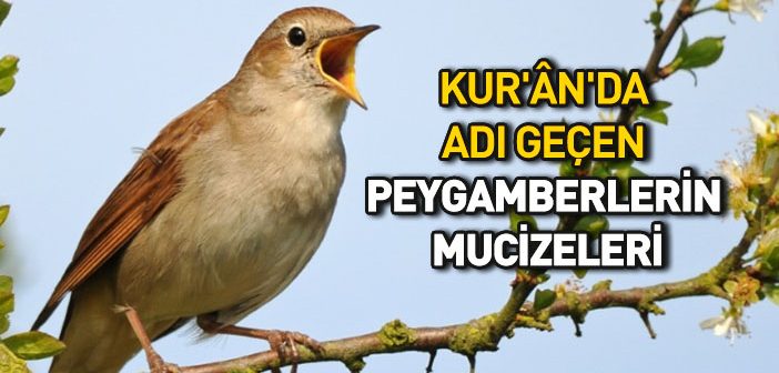 Kur’an’da Peygamberler Nasıl Anlatılmıştır?