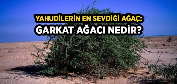 Yahudilerin En Sevdiği Ağaç: Garkat Ağacı Nedir?