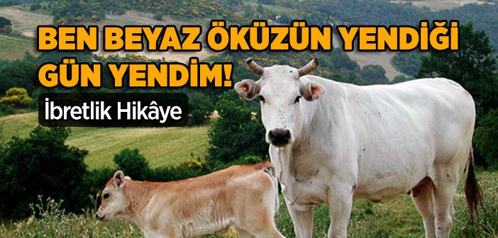 Üç Öküzün Hikayesi