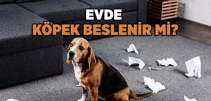 Evde Köpek Beslemek Günah mıdır?