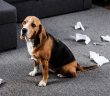 Evde Köpek Beslemek Günah mıdır?