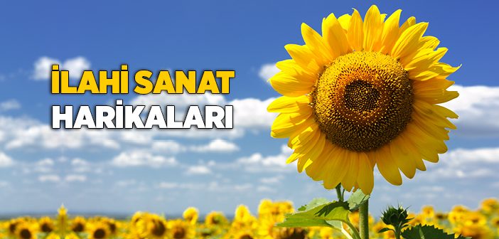 Kainattaki İlahi Sanat Harikaları