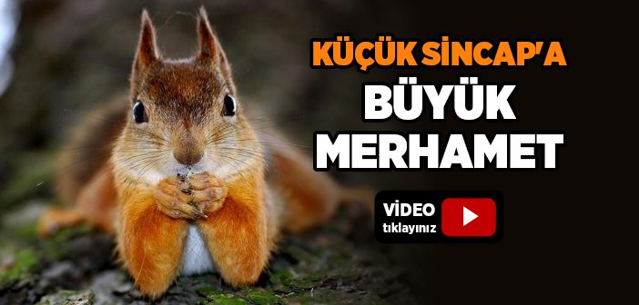 Küçük Sincap'a Büyük Merhamet