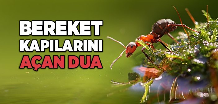 Karınca Duası