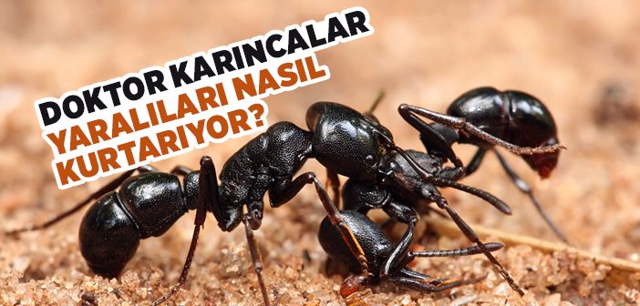Doktor Karıncalar Yaralıları Tedavi Ediyor?