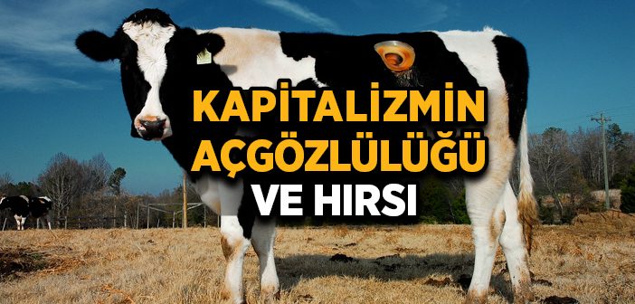 Kapitalizmin Açgözlülüğü ve Hırsı