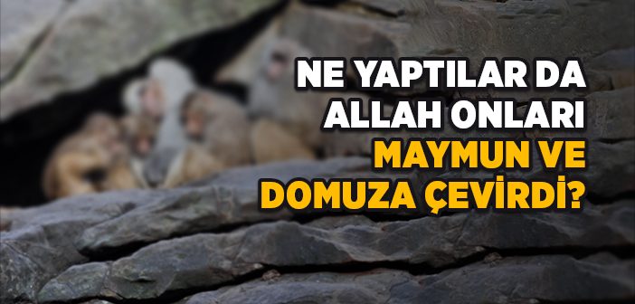 Ne Yaptılar Da Allah Onları Maymun ve Domuza Çevirdi?